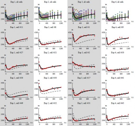 Model simulations and data. The first row show plots of all single cell data together with a simulation of a cell using the median parameters for each experiment, respectively. Rows two to five shows data and corresponding model simulations for a subset of all cells, exemplifying the fit on the individual level. The simulated median cell is shown in dashed for comparison.