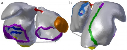 Human atrial model. Colours indicate different functional properties of the electrophysiological model.