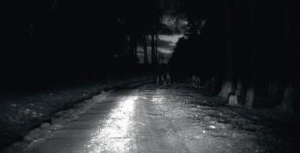 Image captured using the cars headlights as light source during night driving. At this point the animals are barely visible even if you know they are there and it is very difficult to take appropriate action (courtesy of Volvo Cars). 